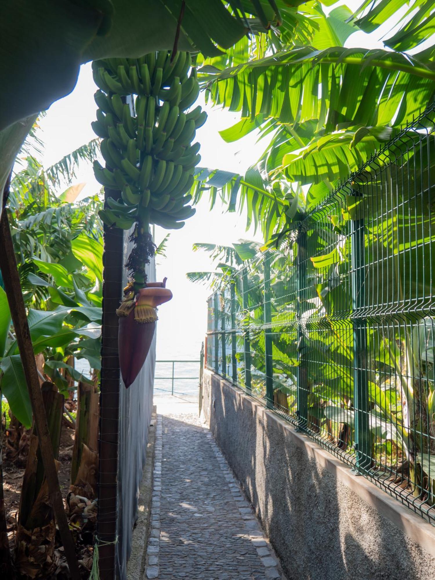Casa Dos Anjos Villa Ponta do Sol  Ngoại thất bức ảnh